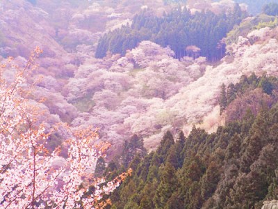 吉野の千本桜