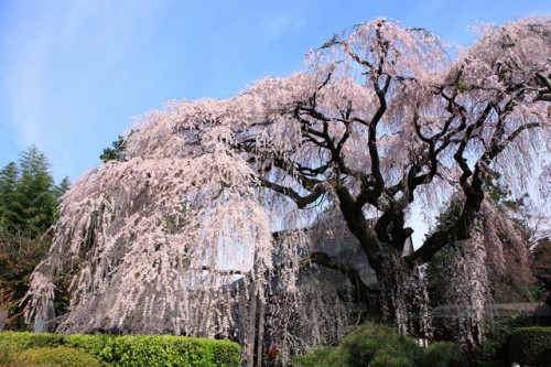 慈雲寺のしだれ桜