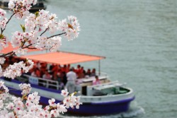桜と遊覧船(琵琶湖)