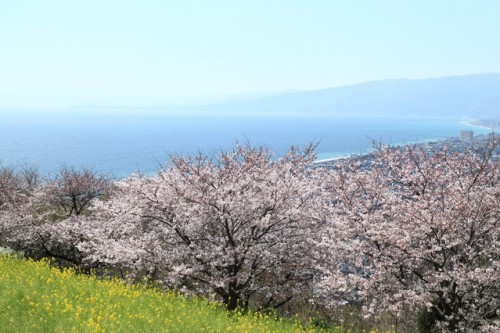 吾妻山から桜と海