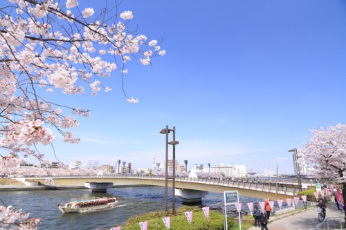 隅田川桜橋
