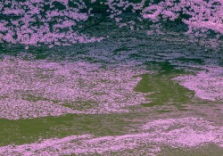 桜花筏
