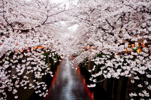 目黒川桜祭り