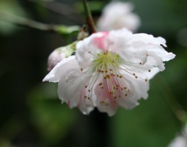 啓蟄 虫たちも起き出し春本番へ Sai Jiki 彩時記 コラム