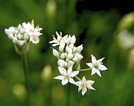 処暑の時期の草花と生き物 Sai Jiki 彩時記 コラム