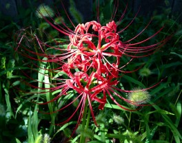 白露の時期の草花と生き物 Sai Jiki 彩時記 コラム