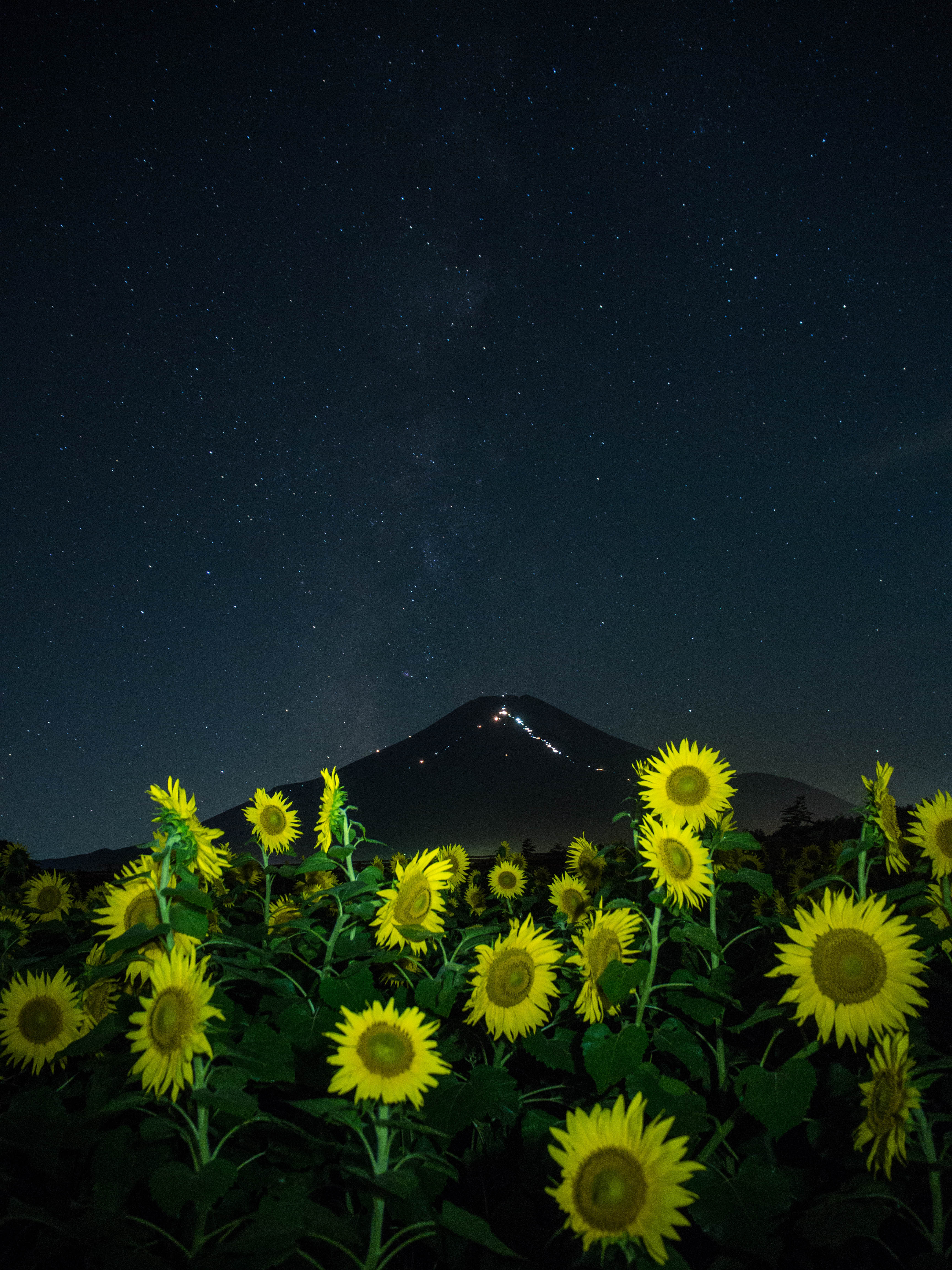 フォトコンテスト2014「夏」最優秀賞