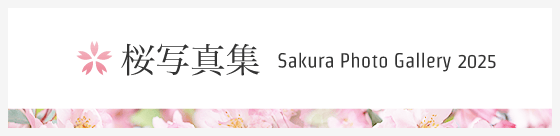 桜写真集2025
